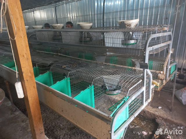 Клетки для кроликов бу