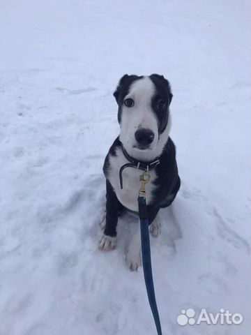 Передержка собак, кошек, грызунов