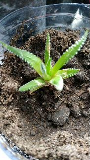 Хавортия (Haworthia)