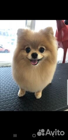 Грумер (стрижка кошек и собак с выездом на дом)