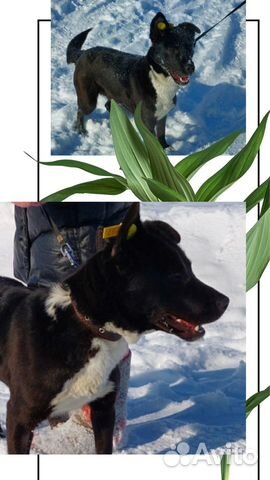 Собачка в поисках дома