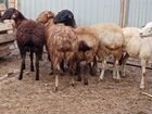 Овцы бараны ягнята от 5000