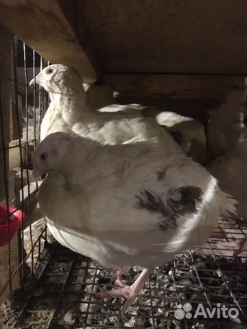 Техасский перепел