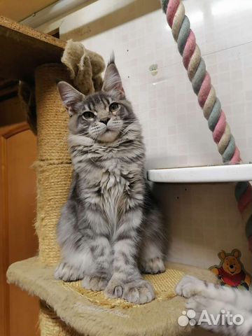 Мейн кун мальчик ns