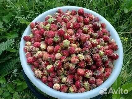 Лесная ягода клубника