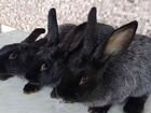 Кролики разных пород