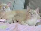 Бурманский котенок(кот)