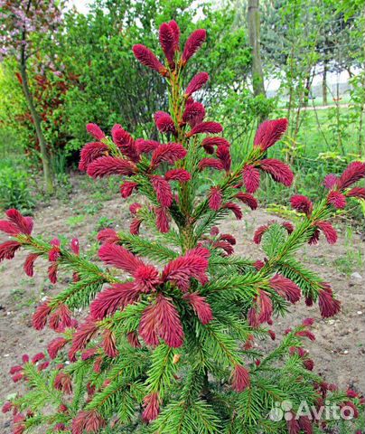 Ели рыдал, белобок, хупси, акракона