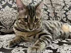Бенгальский котёнок объявление продам