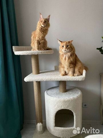 Спасём вашу мебель Когтеточка #1