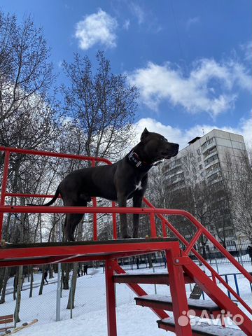 Питбуль молодой фото