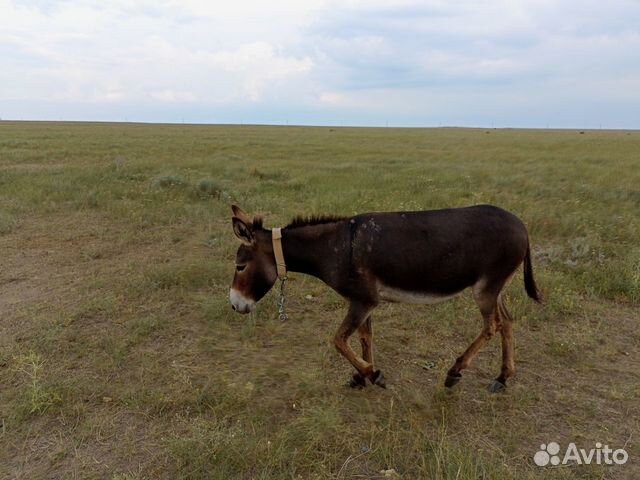 Ослики