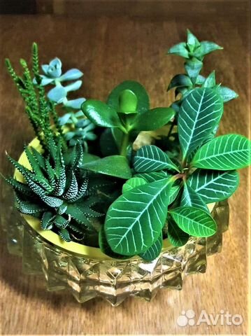 Садик из суккулентов 7 видов