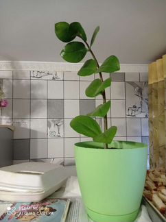 Замиокулькас долларовое дерево