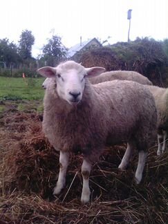 Овцы порода Тексель - фотография № 1