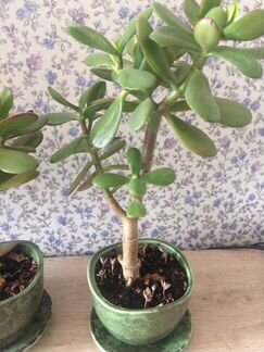 Денежное дерево.ном.2