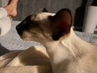 Сиамо- ориентальная кошка вязка