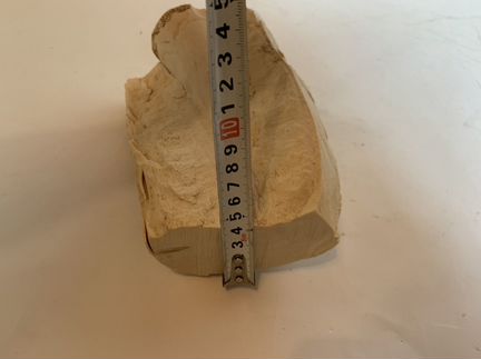 Бивень мамонта