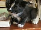 Чудо- котенок, девочка Лили,1,5мес.,метиска, в дар