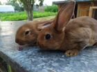 Кролики породы Рекс объявление продам