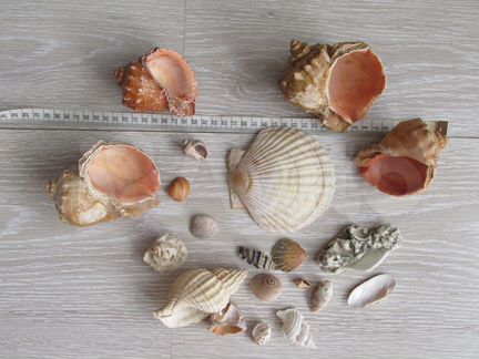 Ракушки морские