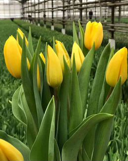 Тюльпаны Оптом