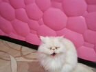 Кошка персидская