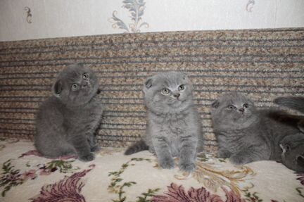 Шотландские вислоухие котята