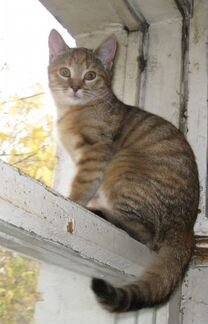 Рыжий котенок девочка