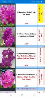 Ванды и вандовые на весну взрослые