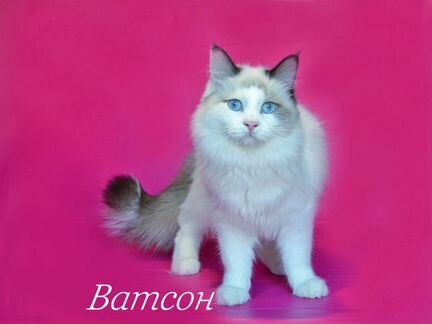 Невский маскарадный подрощенный котёнок Ватсон