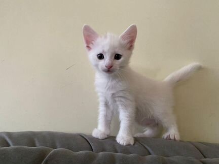 Белый котенок мальчик в добрые руки
