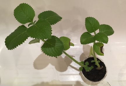 Мята (отростки) бесплатно или на обмен