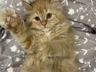 Классический персидский котенок объявление продам