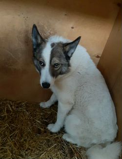 Собака Белла,метис лайки в добрые руки