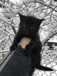 Котята в добрые руки бесплатно