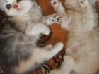 Котята от персидский кошки