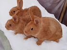 Кролики нзк, Серебро,Бабочка, Калифорния