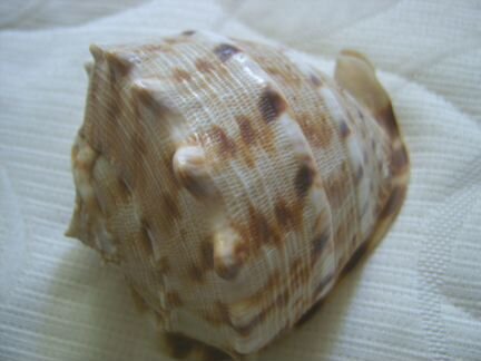 Раковины морские