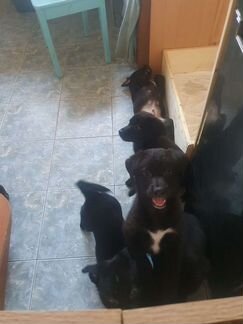 Дворняжки (метисы лайки, овчарки )