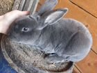 Кролик породы Рекс объявление продам