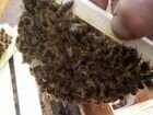 Пчеломатки Карника F1 объявление продам