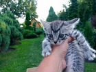 Котят в добрые руки