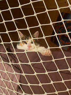 Кошка в добрые руки