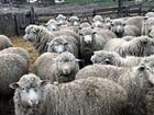 Овцы домашние. Продам мясом или живым весом