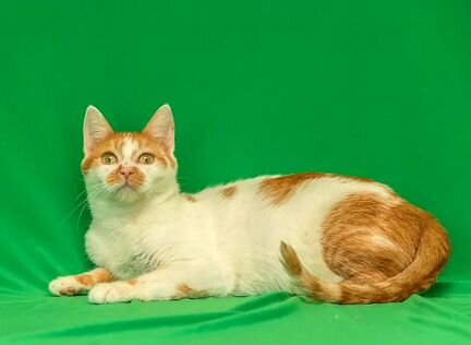 Ласковый рыже-белый котик в дар