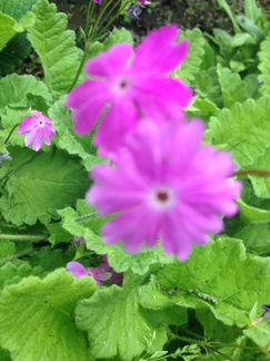 Примулы Зибольда примула Юлии