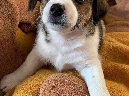 Сибирская овчарка. Потеряшка ульяновск. Собаки богданович. Веселая дворняга. Собаки богданович.