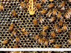 Продам пчелосемьи объявление продам