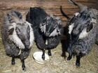 Пуховая козы и козёл на разведение